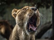 伯明翰唐人街四川菜