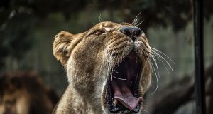 伯明翰唐人街四川菜