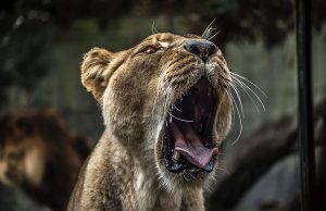 伯明翰唐人街四川菜