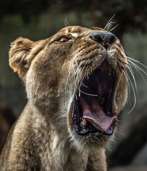 伯明翰唐人街四川菜