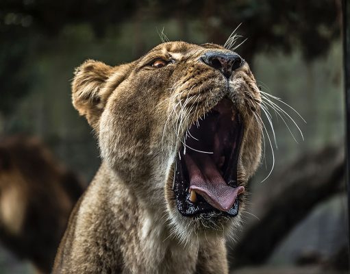 伯明翰唐人街四川菜