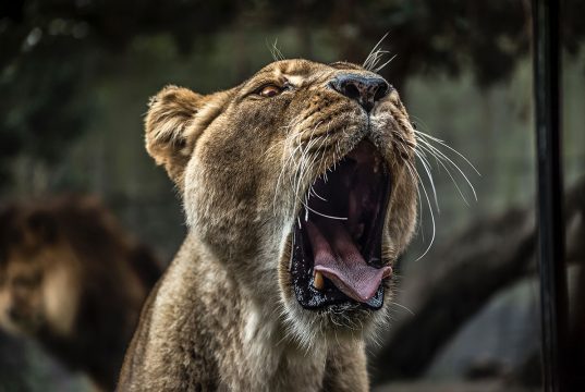 伯明翰唐人街四川菜