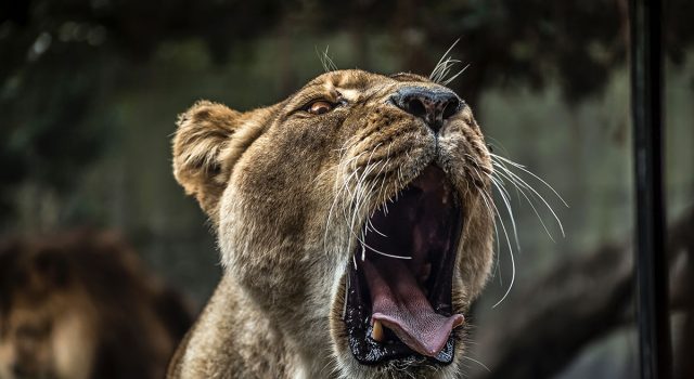 伯明翰唐人街四川菜